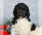 Small #3 Poodle (Standard)