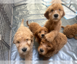 Goldendoodle Puppy for sale in WEST HILLS, CA, USA