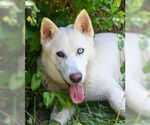 Small #3 Huskies  Mix