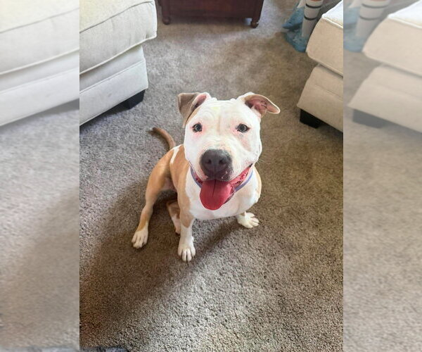 Medium Photo #8 Mutt Puppy For Sale in Wenonah, NJ, USA