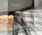 Small Photo #3 Cane Corso Puppy For Sale in DINGMANS FERRY, PA, USA