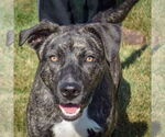 Small #6 American Staffordshire Terrier-Boxer Mix