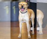 Small #10 Labrador Retriever Mix