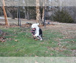 Small Photo #57 Old English Sheepdog Puppy For Sale in MARIONVILLE, MO, USA