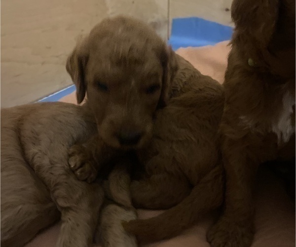 Medium Photo #19 Goldendoodle Puppy For Sale in BREA, CA, USA