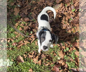 American Pit Bull Terrier-Jack Russell Terrier Mix Dogs for adoption in Oakhurst, NJ, USA