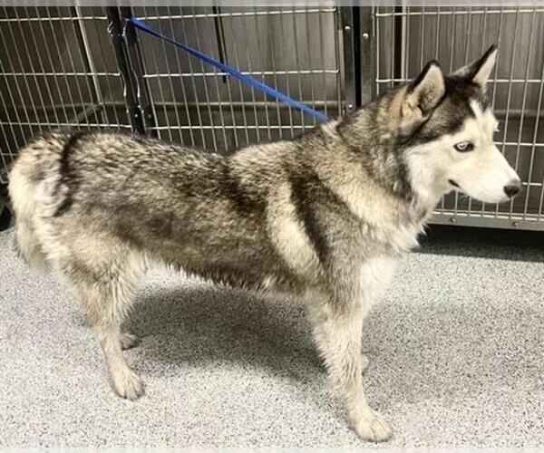 Medium Photo #1 Siberian Husky Puppy For Sale in Houston, TX, USA