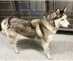 Small Siberian Husky