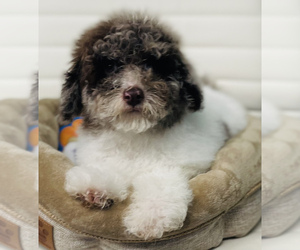 Poodle (Toy) Puppy for sale in CINCINNATI, OH, USA