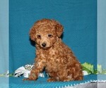 Small #3 Poodle (Toy)