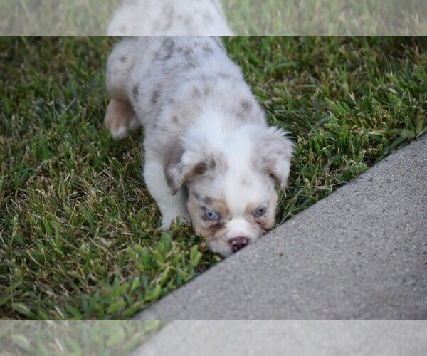Medium Photo #4 Bulldog Puppy For Sale in TEXAS CITY, TX, USA