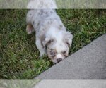Small Photo #4 Bulldog Puppy For Sale in TEXAS CITY, TX, USA