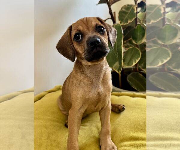 Medium Photo #3 Pug Puppy For Sale in Marina Del Rey, CA, USA