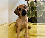 Small #2 Pug