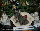 Small Photo #3 French Bulldog Puppy For Sale in EVERETT, WA, USA