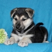 Small Photo #4 German Shepherd Dog Puppy For Sale in PORT DEPOSIT, MD, USA