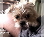 Small #1 Shih Tzu Mix