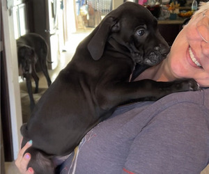 Great Dane Puppy for sale in CHINO, CA, USA