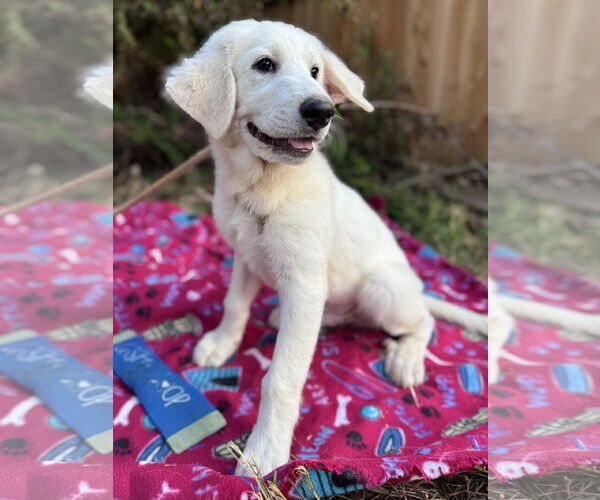 Medium Photo #5 Great Pyrenees Puppy For Sale in Spring, TX, USA