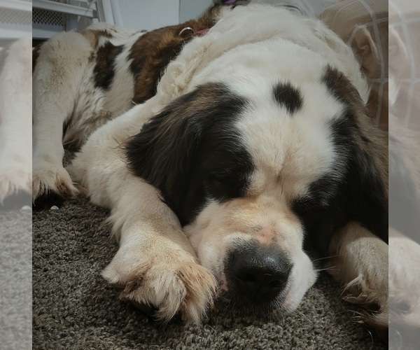 Medium Photo #1 Saint Bernard Puppy For Sale in ELKHART, IN, USA