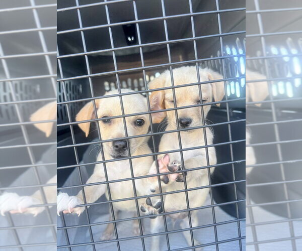 Medium Photo #2 Chihuahua-Unknown Mix Puppy For Sale in San Bernardino, CA, USA