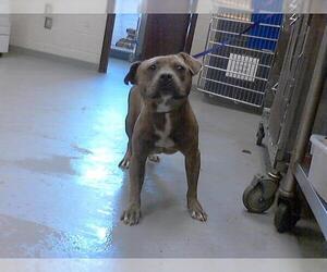 Medium American Pit Bull Terrier