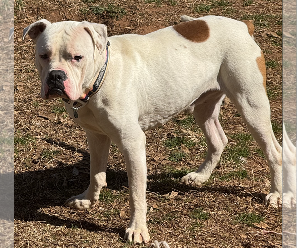 Medium Photo #3 American Bulldog-Unknown Mix Puppy For Sale in Decatur, GA, USA