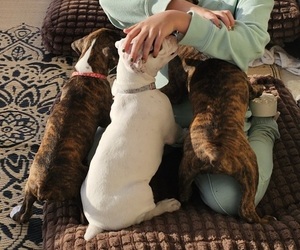 Boxer Litter for sale in COMMERCE CITY, CO, USA