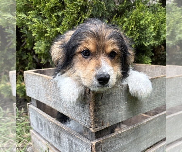 Medium Photo #2 Yoranian Puppy For Sale in MIDDLEBURY, IN, USA