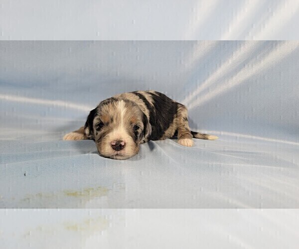 Medium Photo #8 Bernedoodle (Miniature) Puppy For Sale in BLACK FOREST, CO, USA