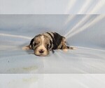 Small Photo #17 Bernedoodle (Miniature) Puppy For Sale in BLACK FOREST, CO, USA