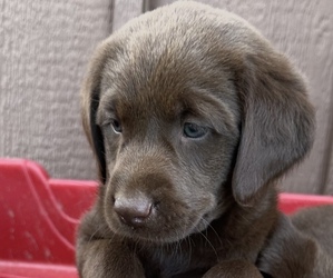 Labrador Retriever Puppy for sale in FLETCHER, OK, USA
