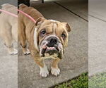 Small #1 Bulldog