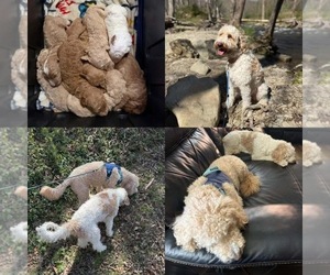 Father of the Goldendoodle puppies born on 05/15/2026