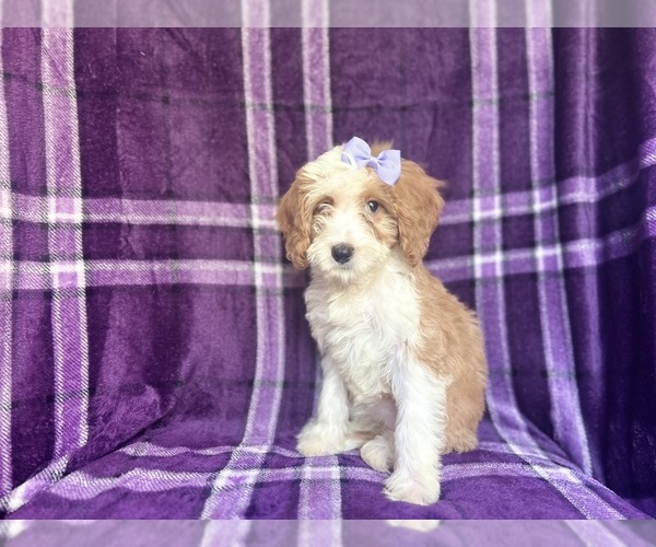 Medium Photo #9 Cavapoo Puppy For Sale in LAKELAND, FL, USA
