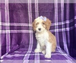 Small #8 Cavapoo