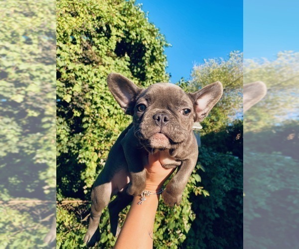 Medium Photo #4 French Bulldog Puppy For Sale in YONKERS, NY, USA