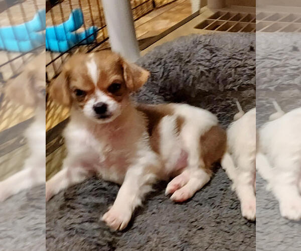 Medium Photo #4 Chilier Puppy For Sale in Sequim, WA, USA