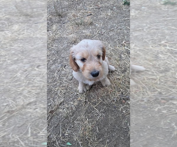 Medium Photo #3 Goldendoodle Puppy For Sale in TILLER, OR, USA