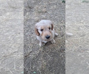 Medium Goldendoodle