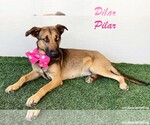 Small German Shepherd Dog-Huskies Mix