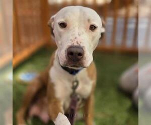Mutt Dogs for adoption in Las Vegas, NV, USA