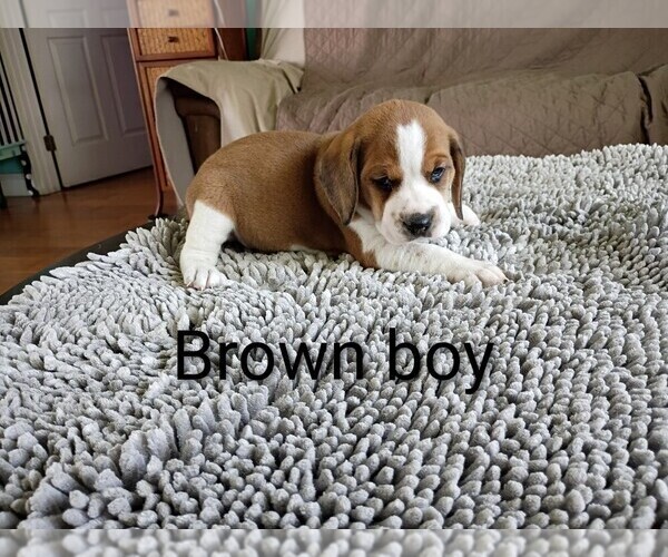 Medium Photo #20 Beagle Puppy For Sale in COCOA, FL, USA