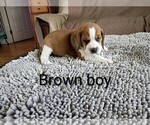 Small #19 Beagle