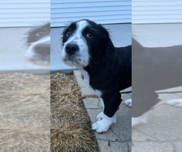 Medium Photo #1 Mutt Puppy For Sale in Aurora, IN, USA