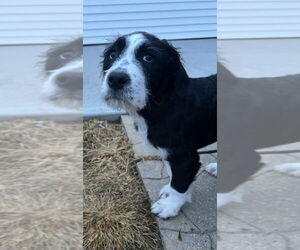 Mutt Dogs for adoption in Aurora, IN, USA