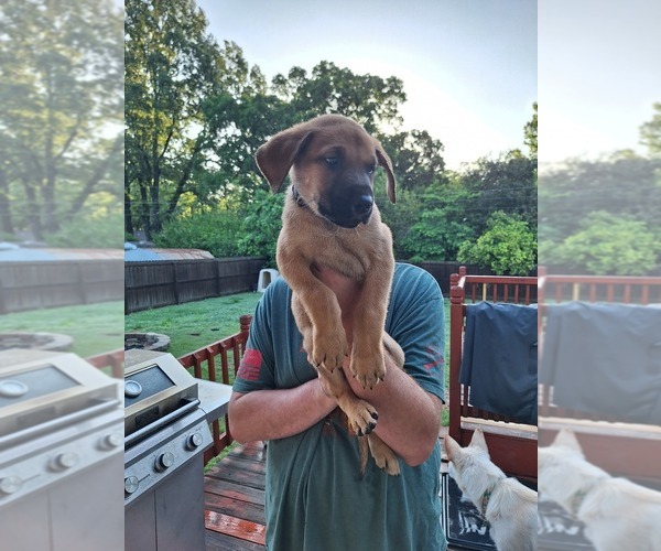 Medium Photo #4 German Shepherd Dog-Great Dane Mix Puppy For Sale in LAKEVIEW, AR, USA