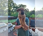 Small #3 German Shepherd Dog-Great Dane Mix