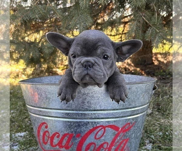 Medium Photo #3 French Bulldog Puppy For Sale in MIDDLEBURY, IN, USA