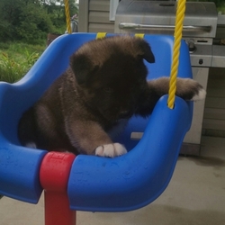 Akita Puppy for sale in FRESNO, OH, USA